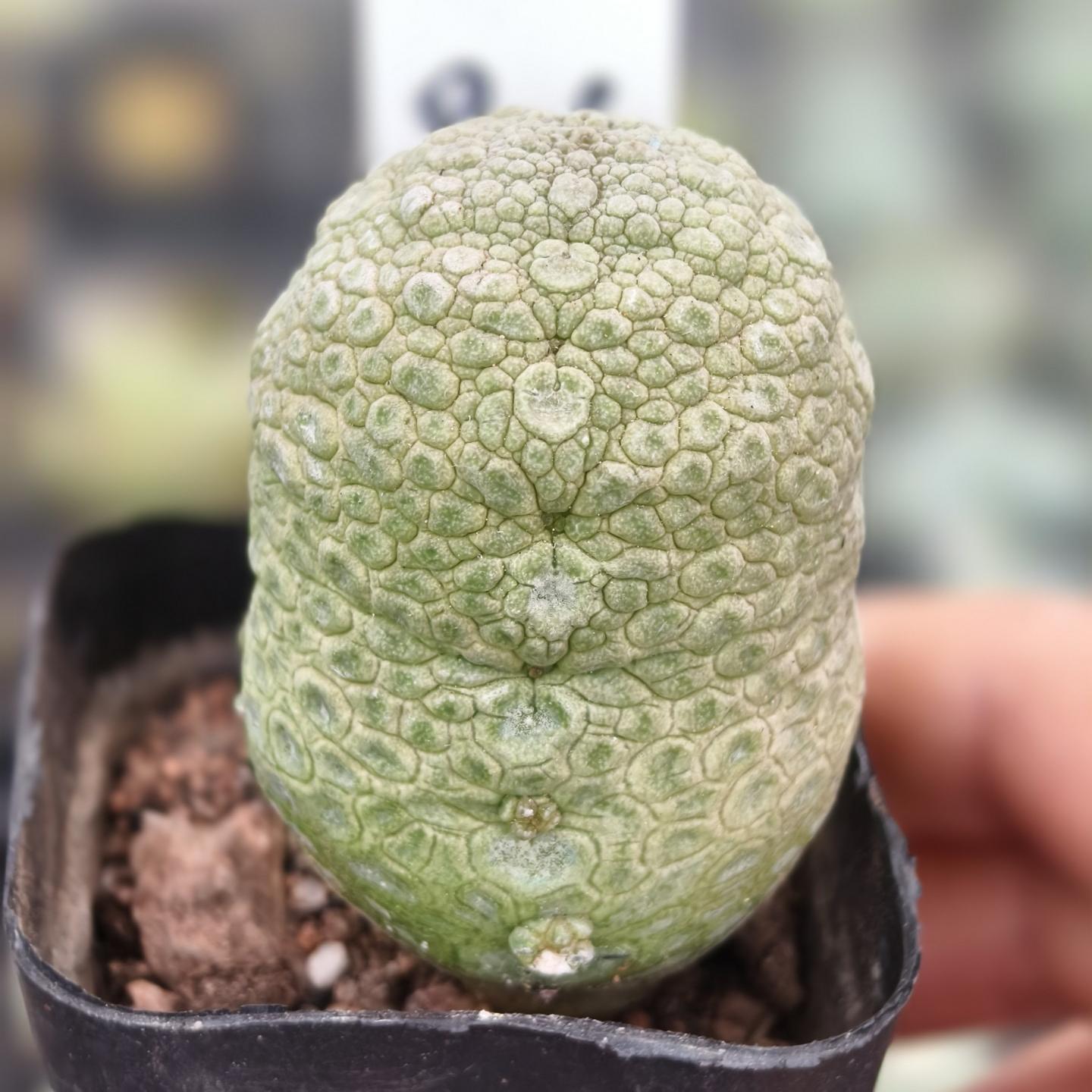 2-6cm Pseudolithos migiurtinus