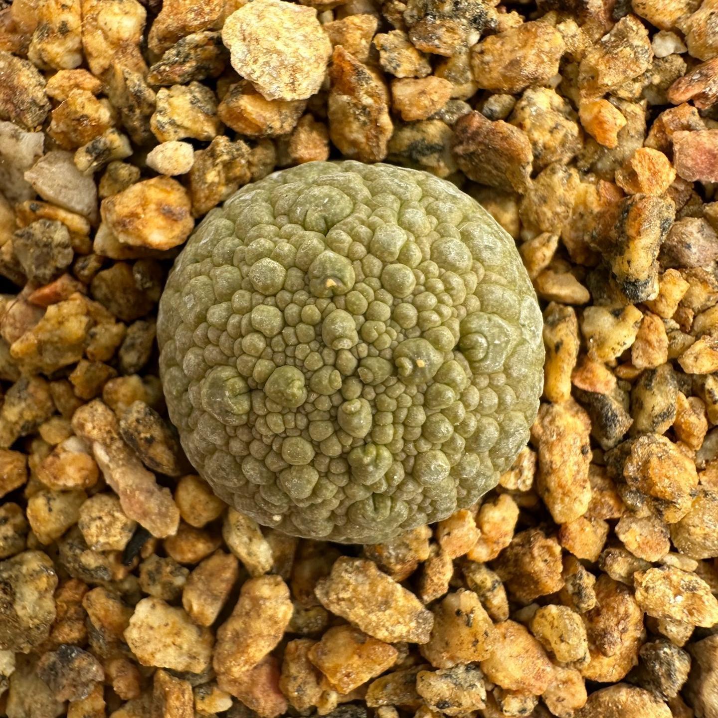 2-6cm Pseudolithos migiurtinus