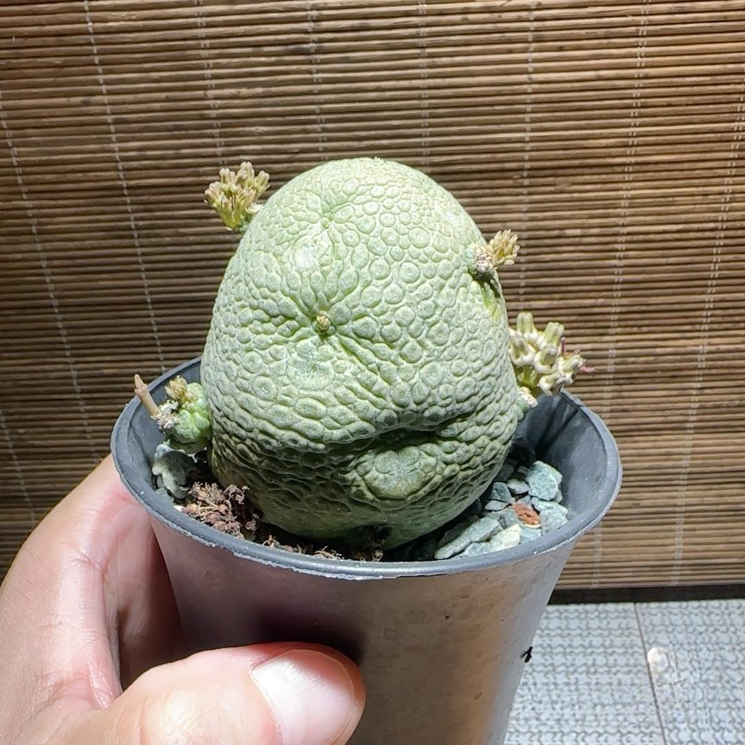 2-6cm Pseudolithos migiurtinus