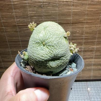 2-6cm Pseudolithos migiurtinus