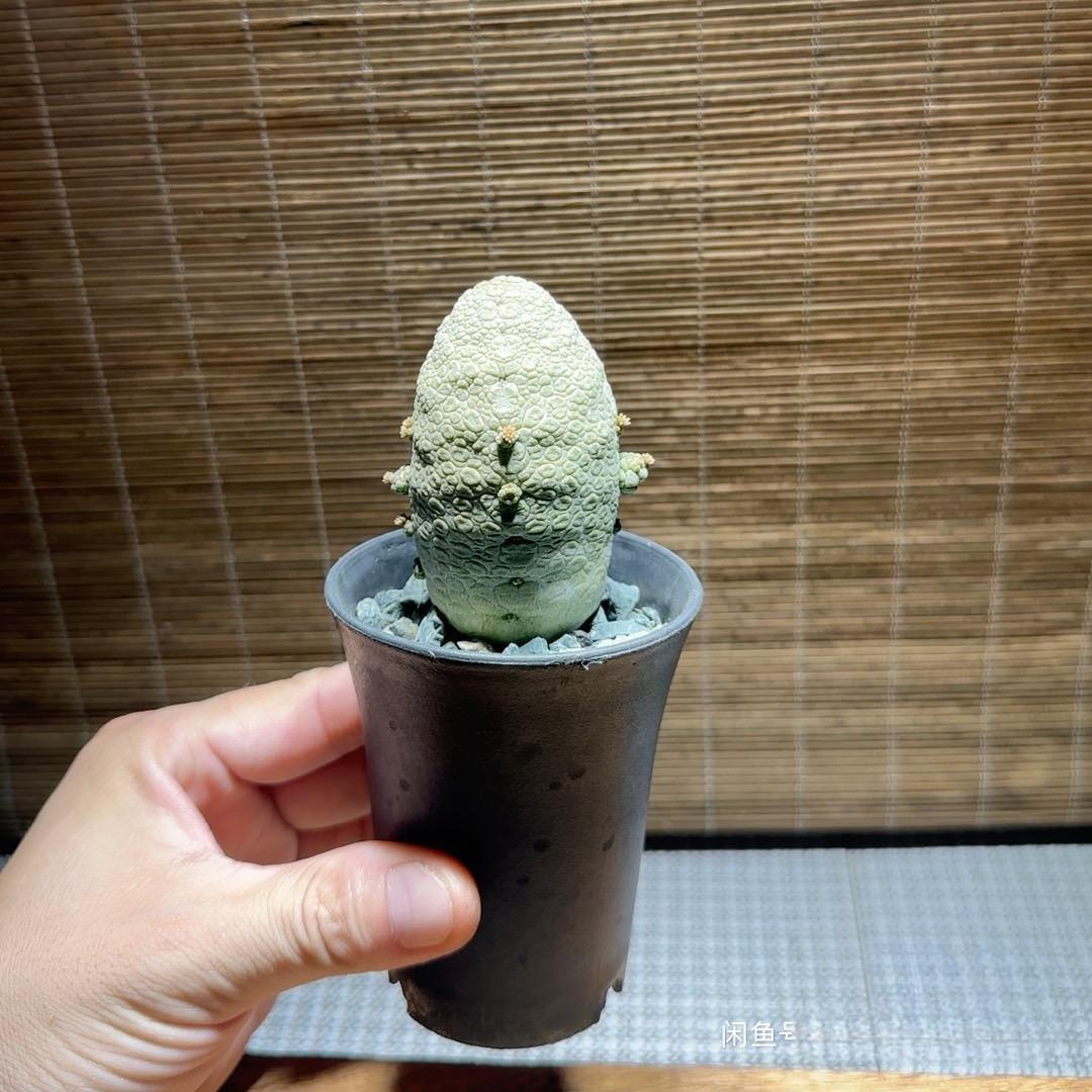 2-6cm Pseudolithos migiurtinus