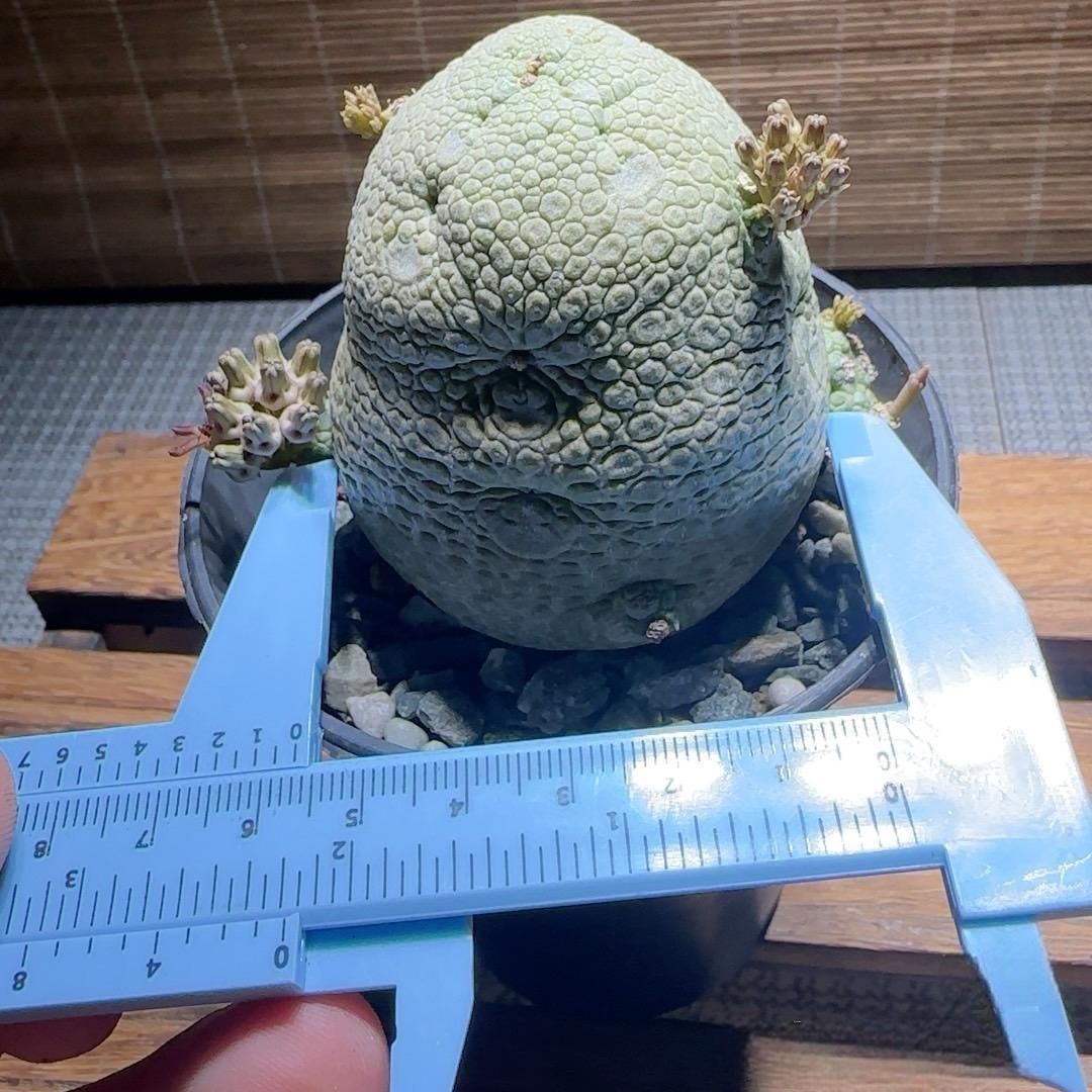 2-6cm Pseudolithos migiurtinus