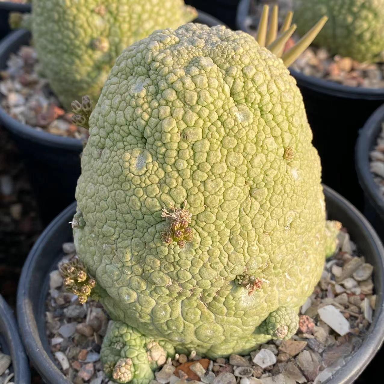 2-6cm Pseudolithos migiurtinus