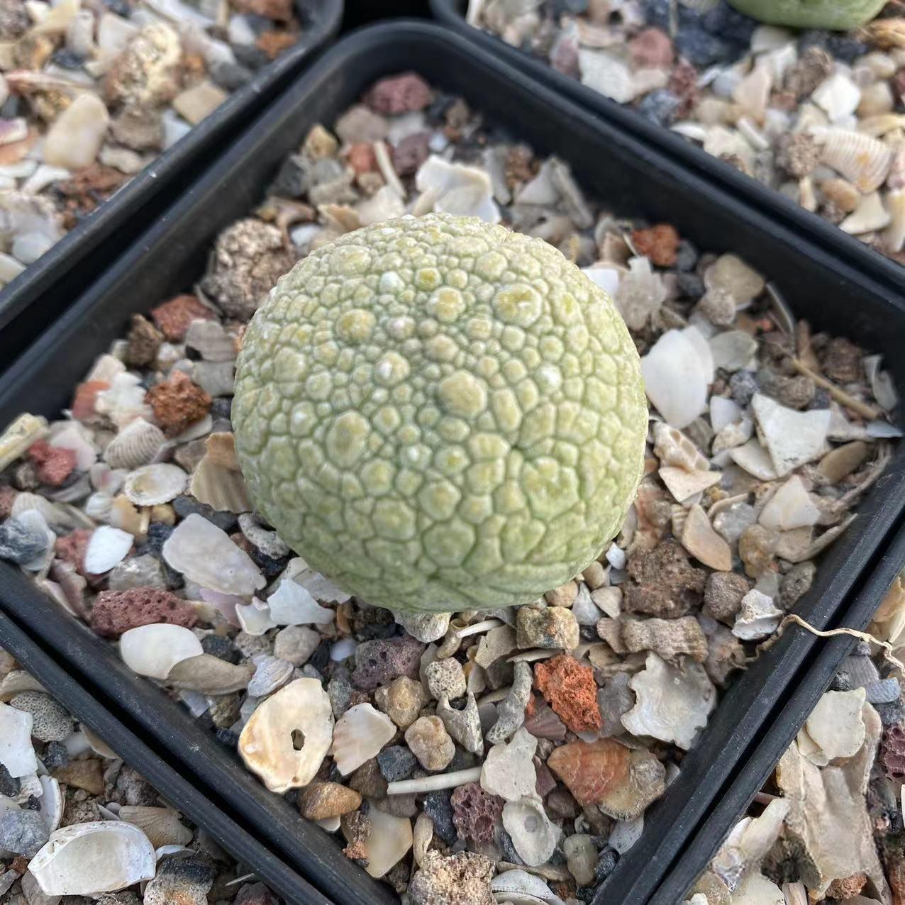 2-6cm Pseudolithos migiurtinus