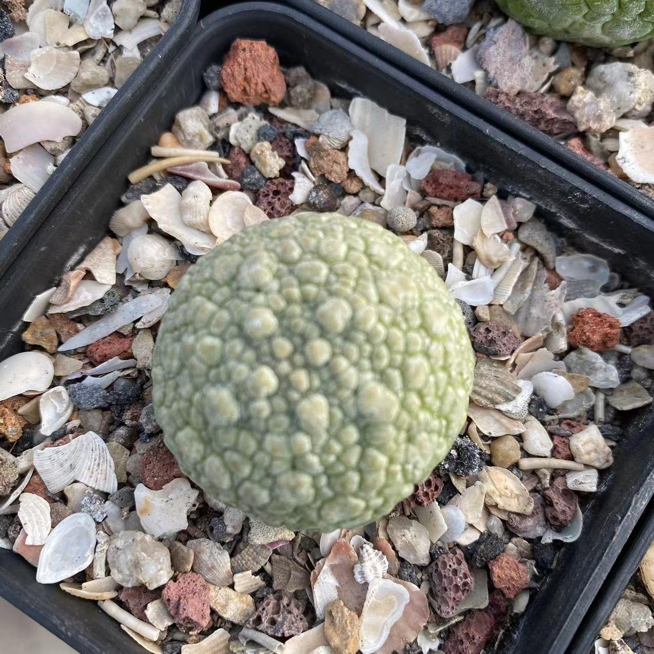 2-6cm Pseudolithos migiurtinus