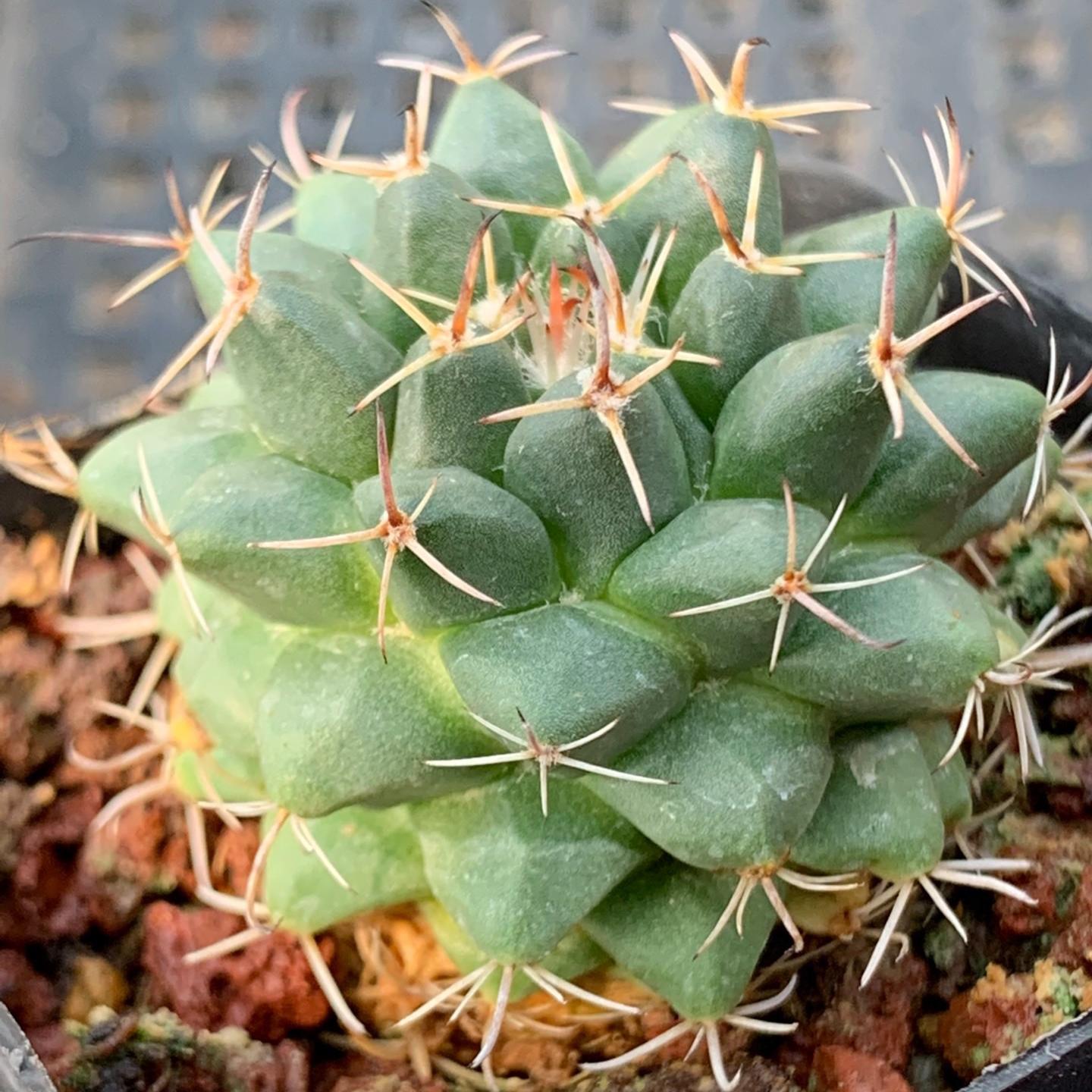 4-5cm Mammillaria centricirrha Lem