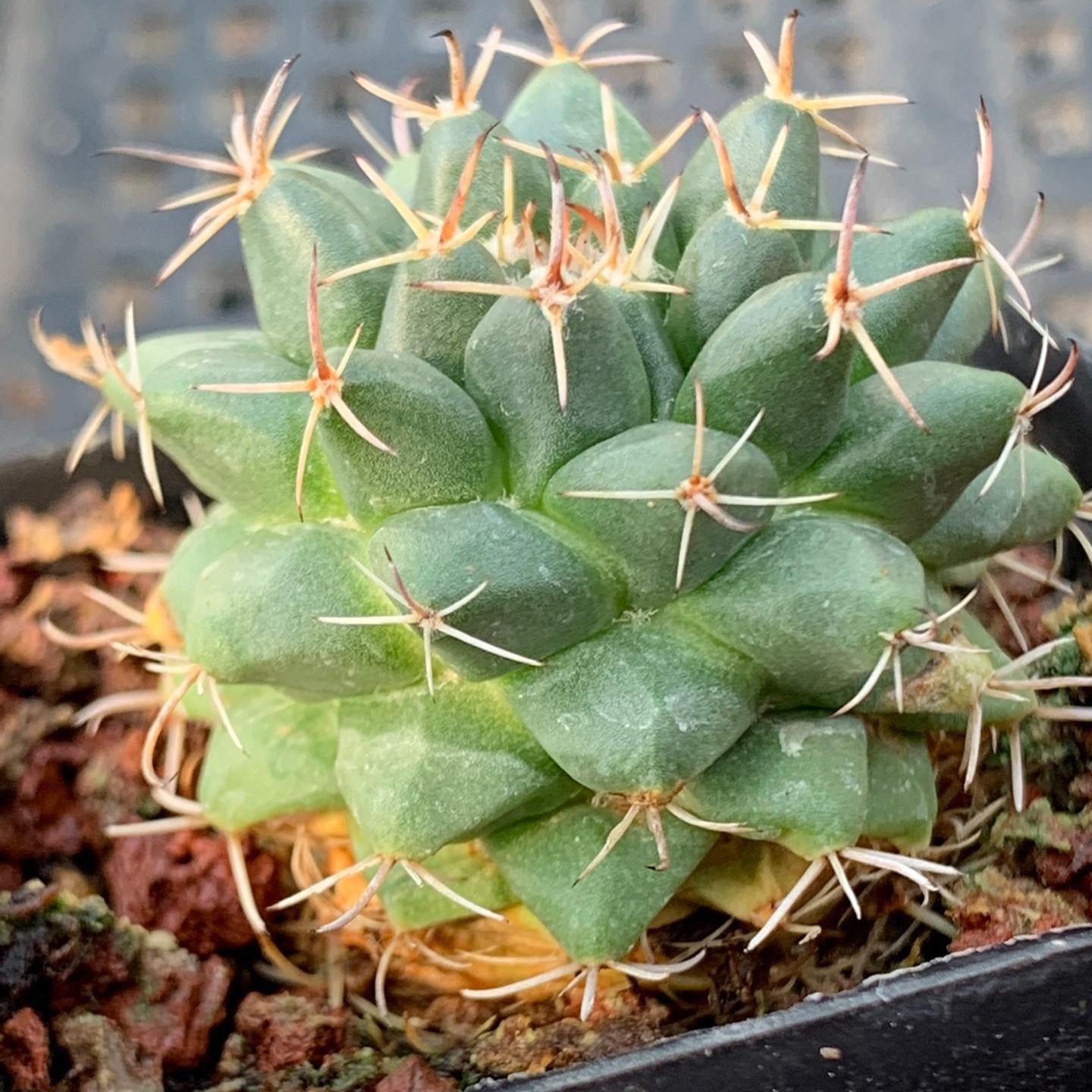 4-5cm Mammillaria centricirrha Lem