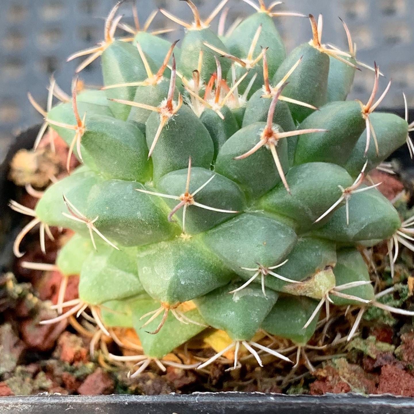 4-5cm Mammillaria centricirrha Lem
