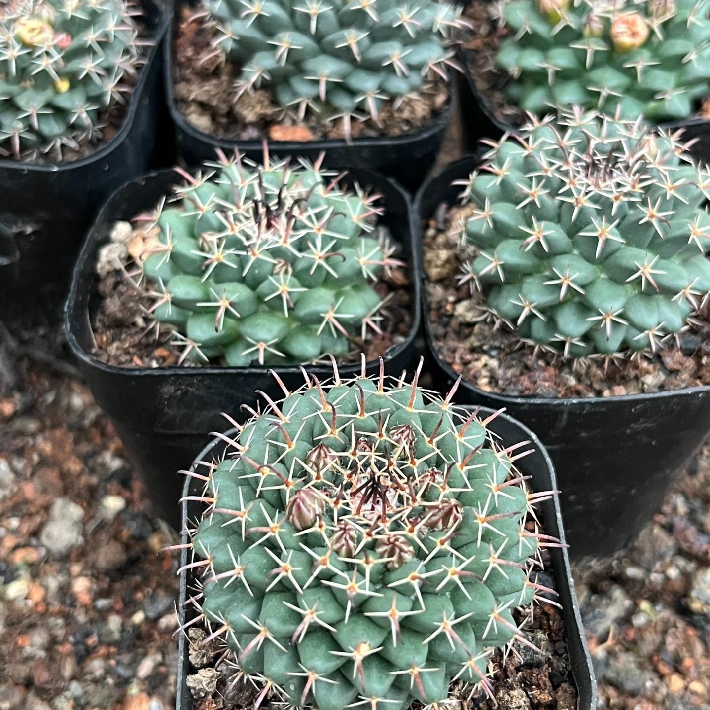 4-5cm Mammillaria centricirrha Lem