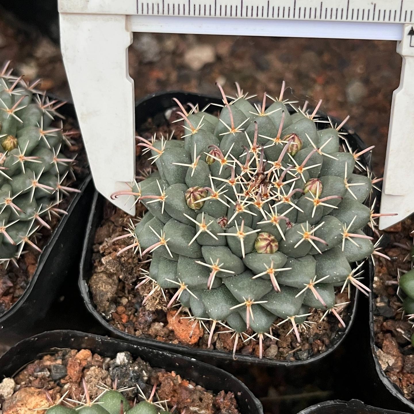 4-5cm Mammillaria centricirrha Lem