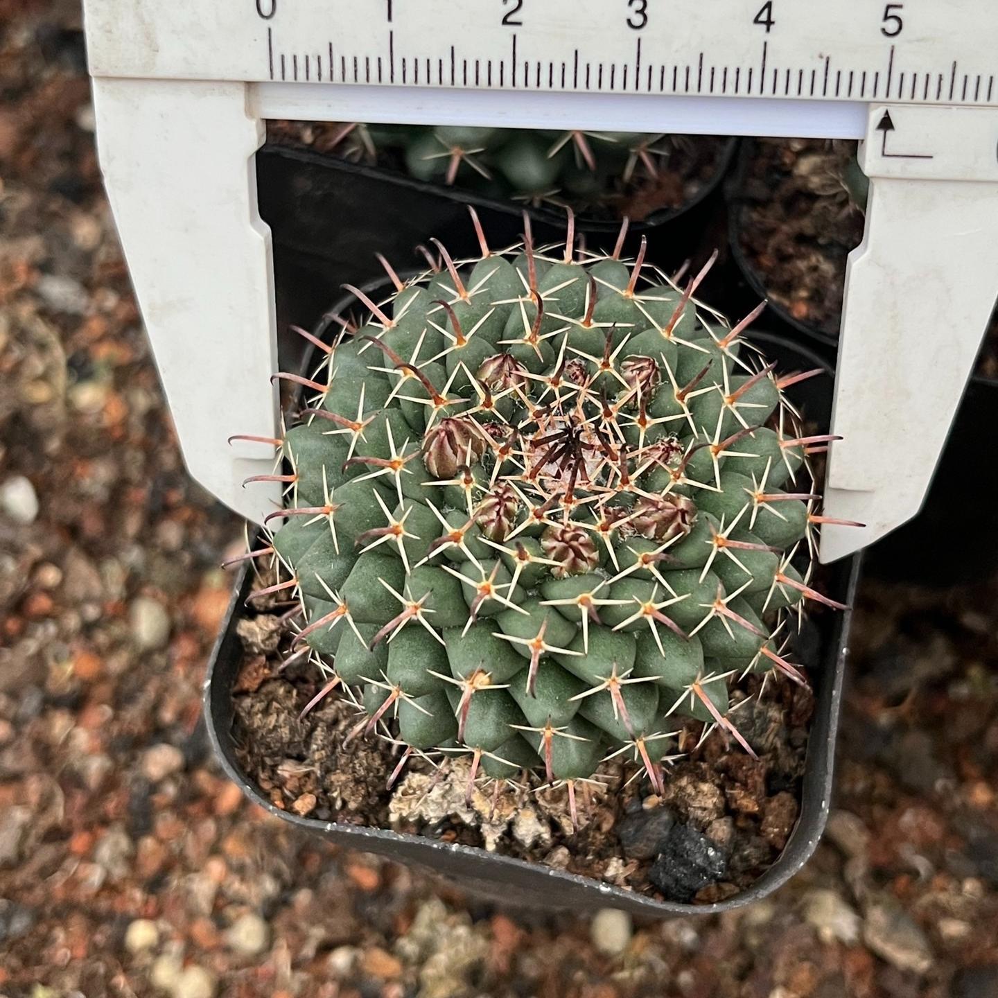 4-5cm Mammillaria centricirrha Lem
