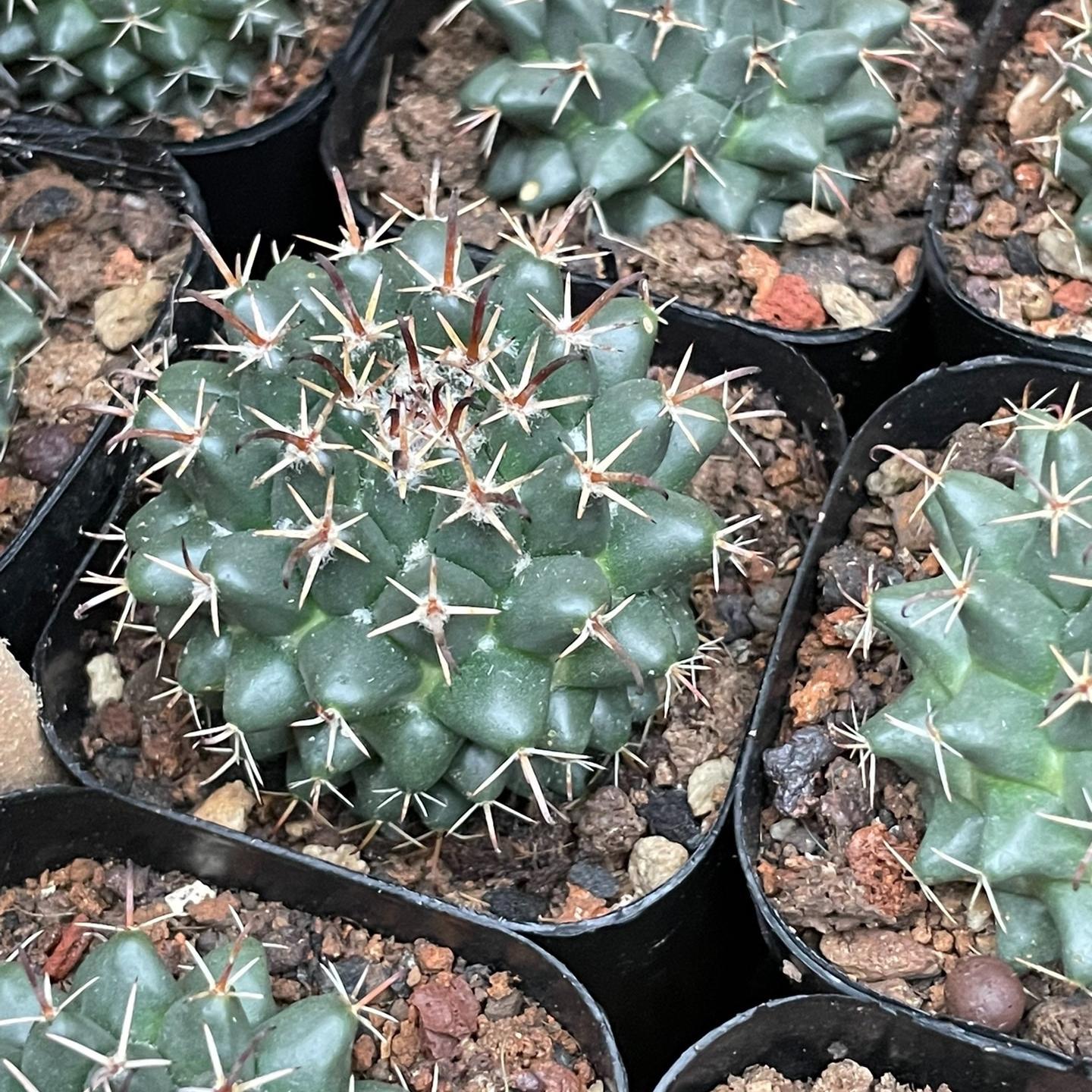 4-5cm Mammillaria centricirrha Lem