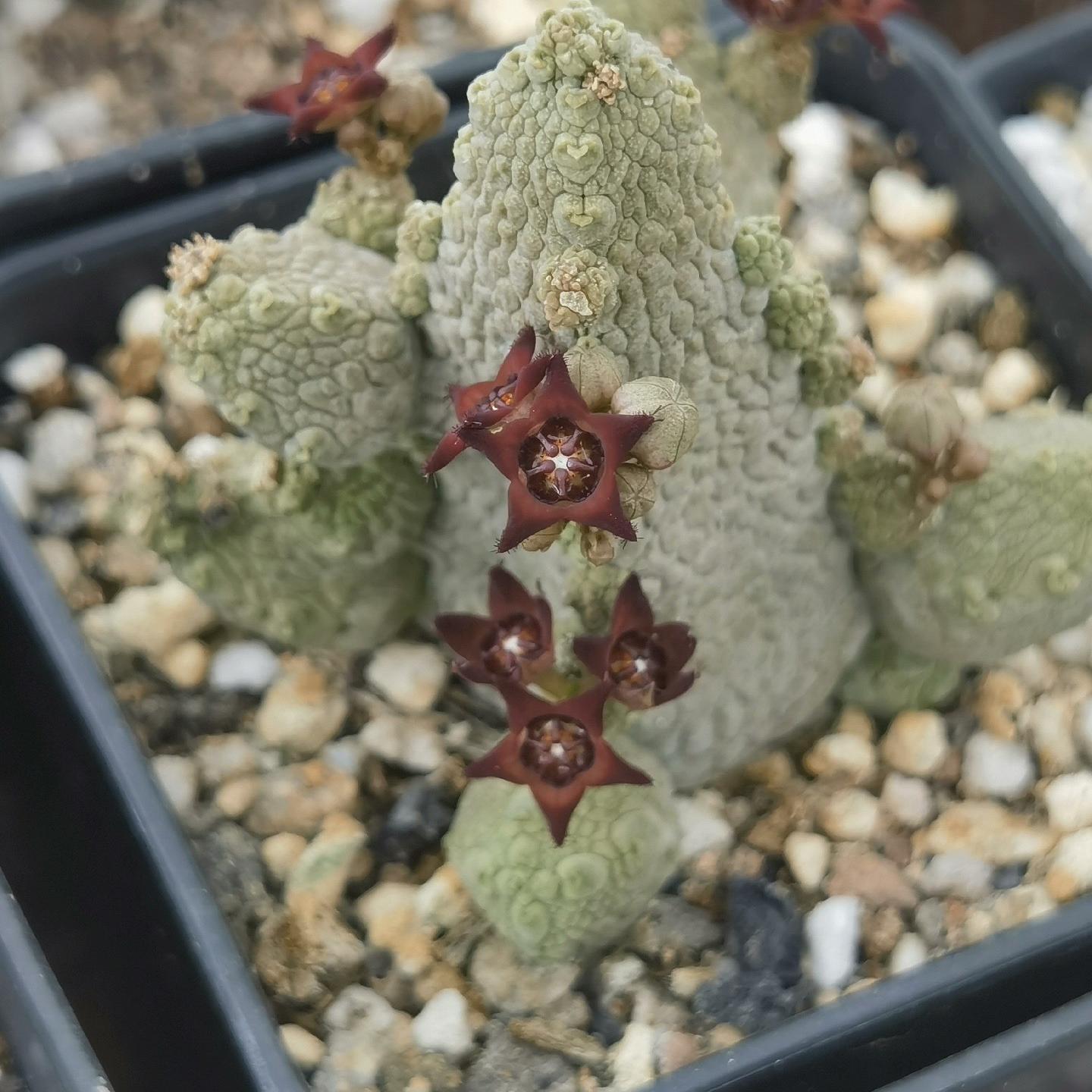 2-6cm Pseudolithos migiurtinus