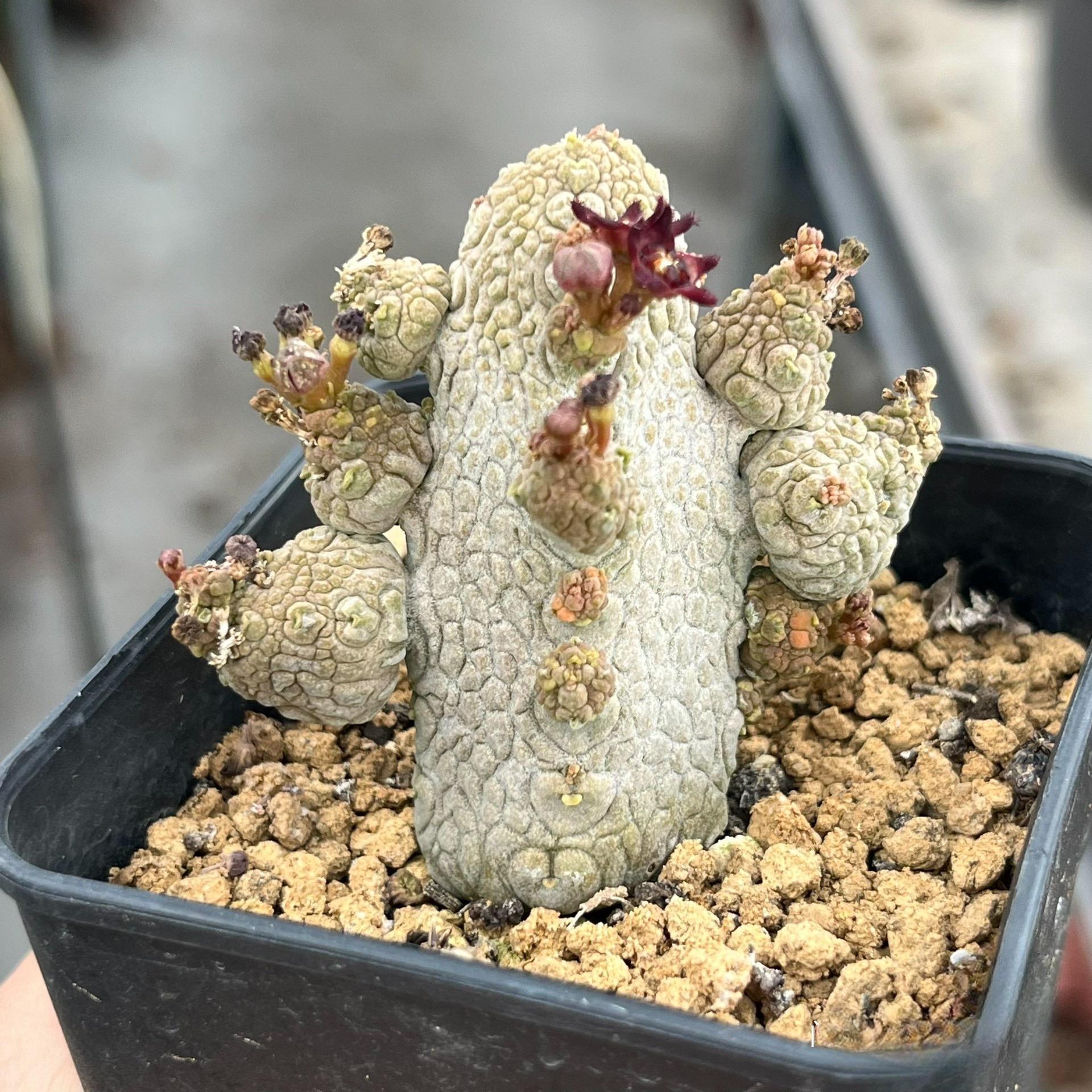 3-7cm Pseudolithos caput-viperae
