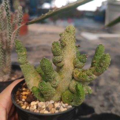 2-6cm Pseudolithos migiurtinus