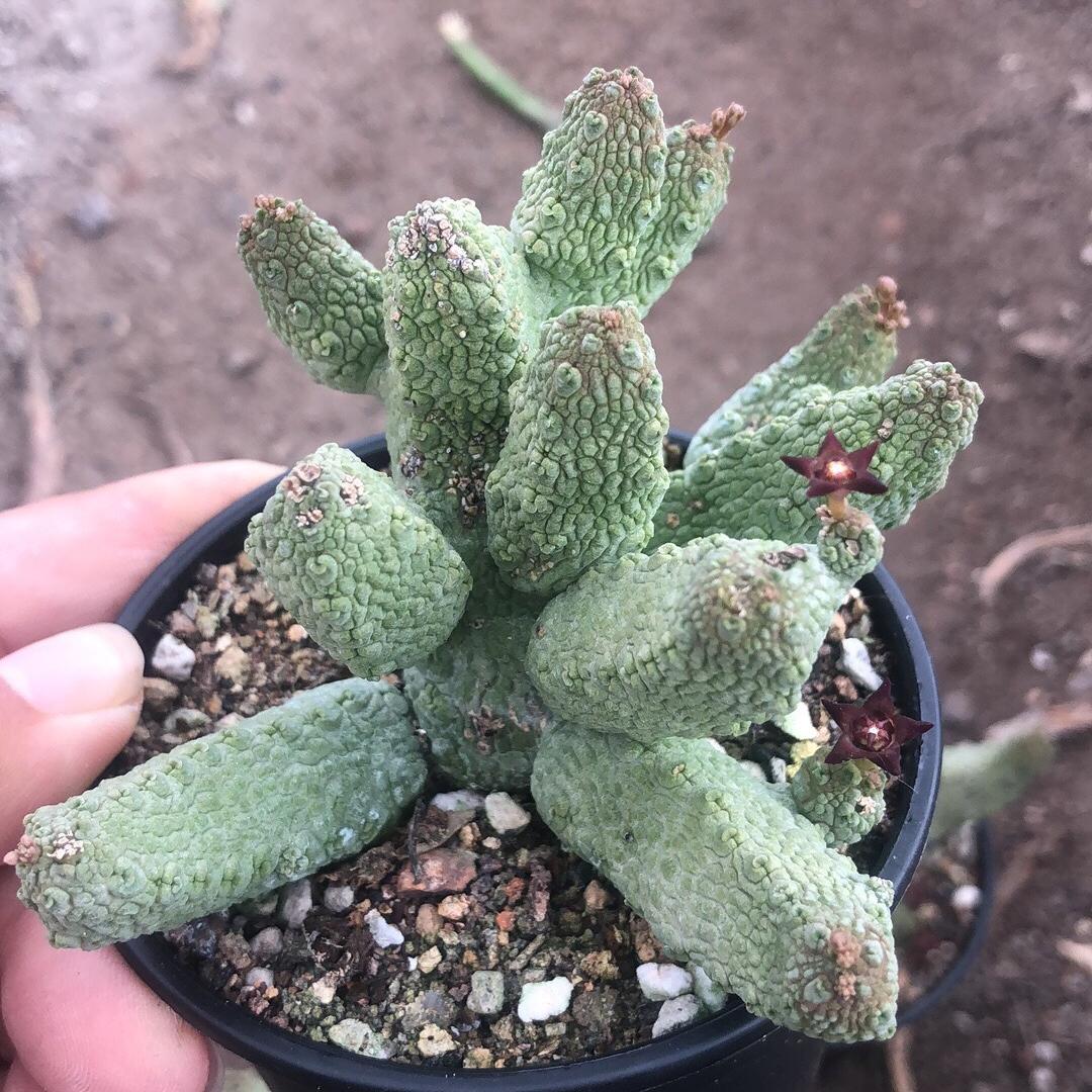 2-6cm Pseudolithos migiurtinus