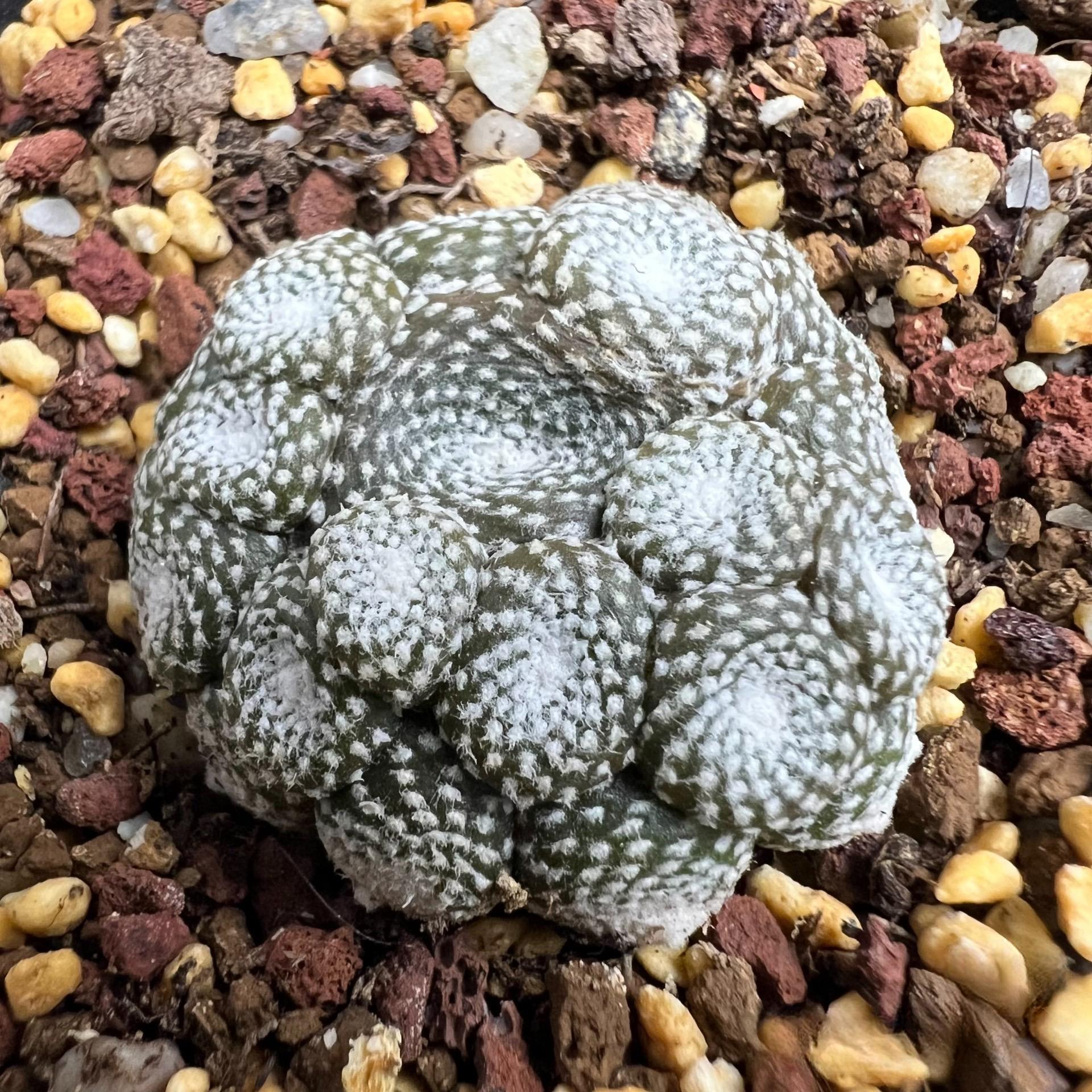 5-10cm  Blossfeldia liliputanaWerderm.