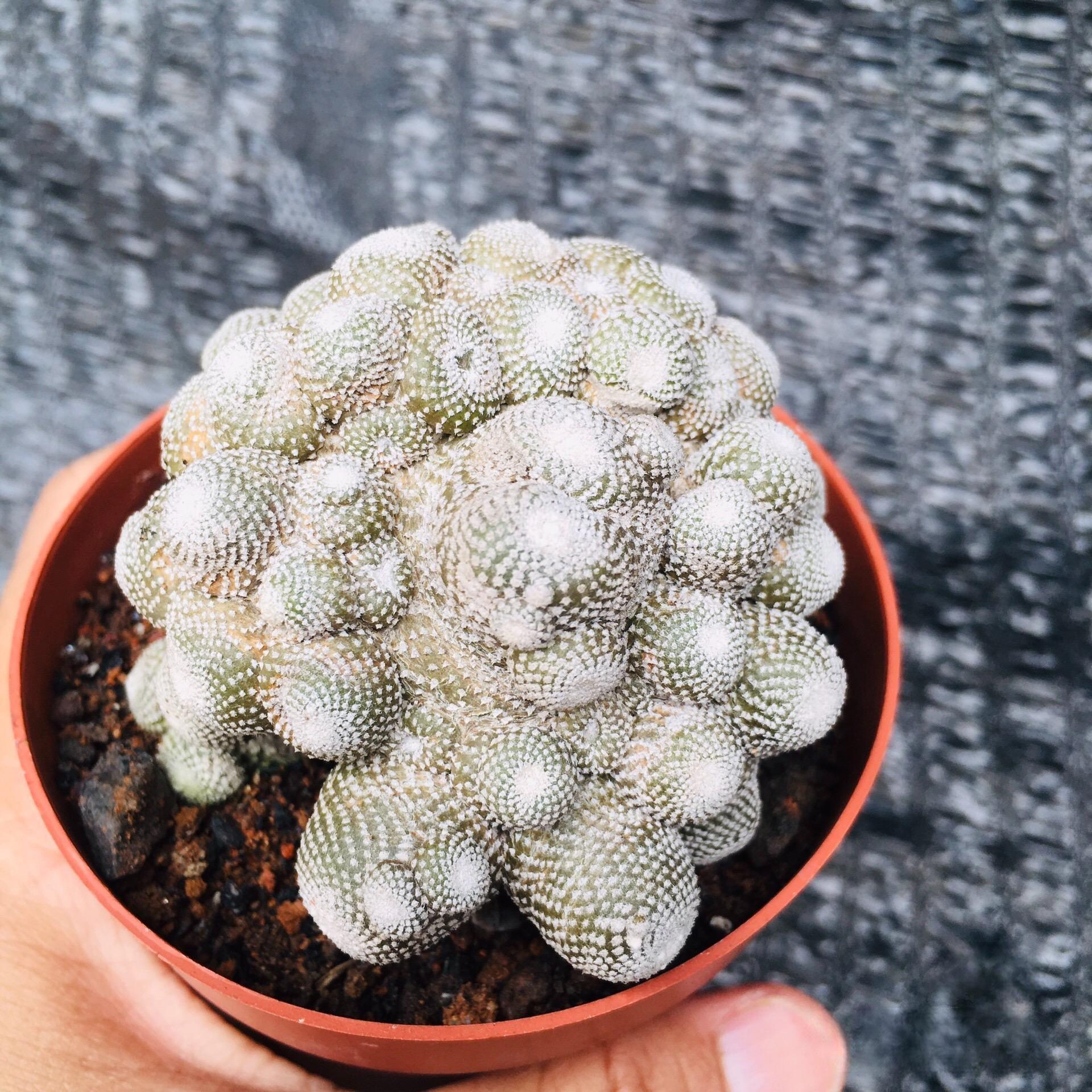 5-10cm  Blossfeldia liliputanaWerderm.