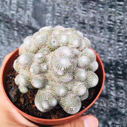 5-10cm  Blossfeldia liliputanaWerderm.