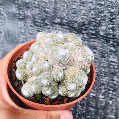 5-10cm  Blossfeldia liliputanaWerderm.