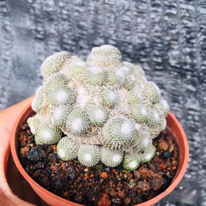 5-10cm  Blossfeldia liliputanaWerderm.