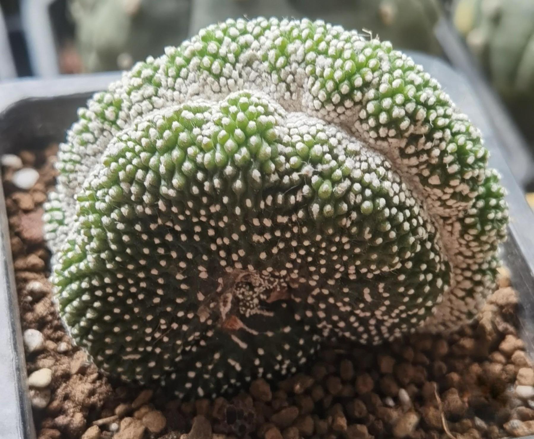 6-8cm  Blossfeldia liliputanaWerderm. （variegated）