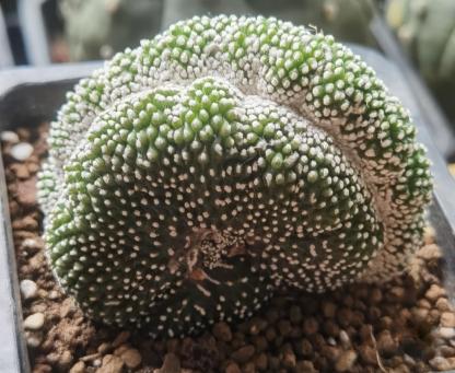 6-8cm  Blossfeldia liliputanaWerderm. （variegated）