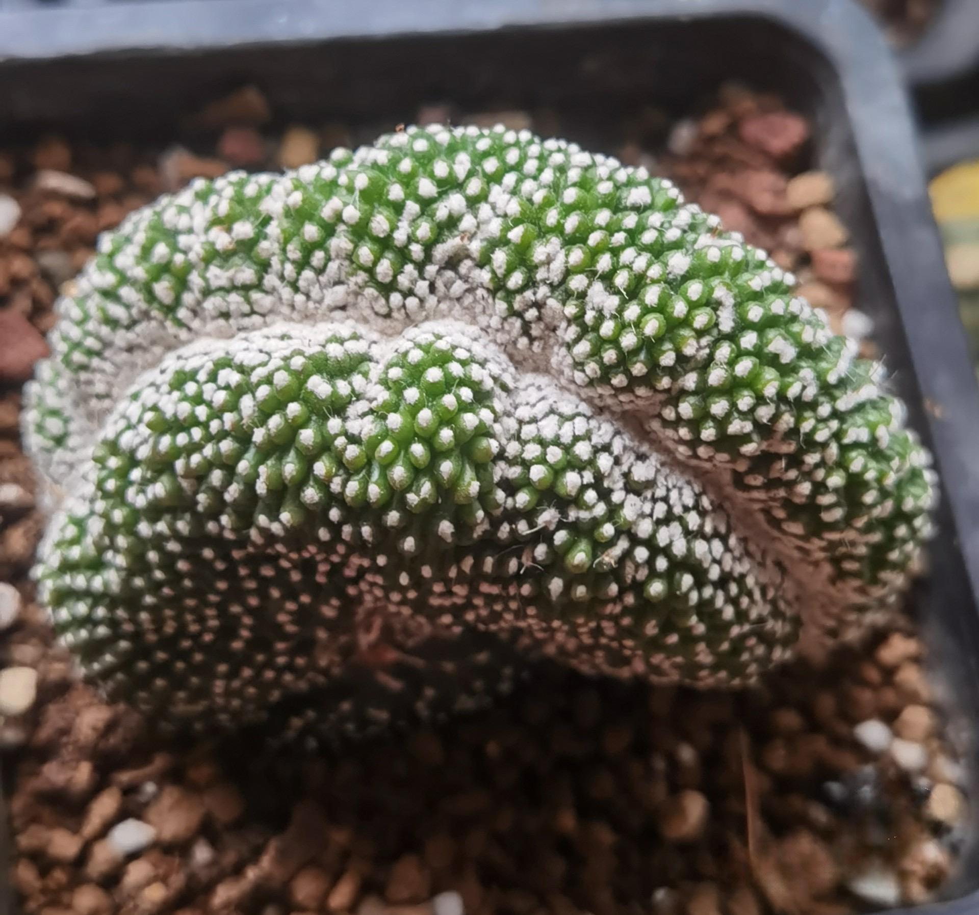 6-8cm  Blossfeldia liliputanaWerderm. （variegated）