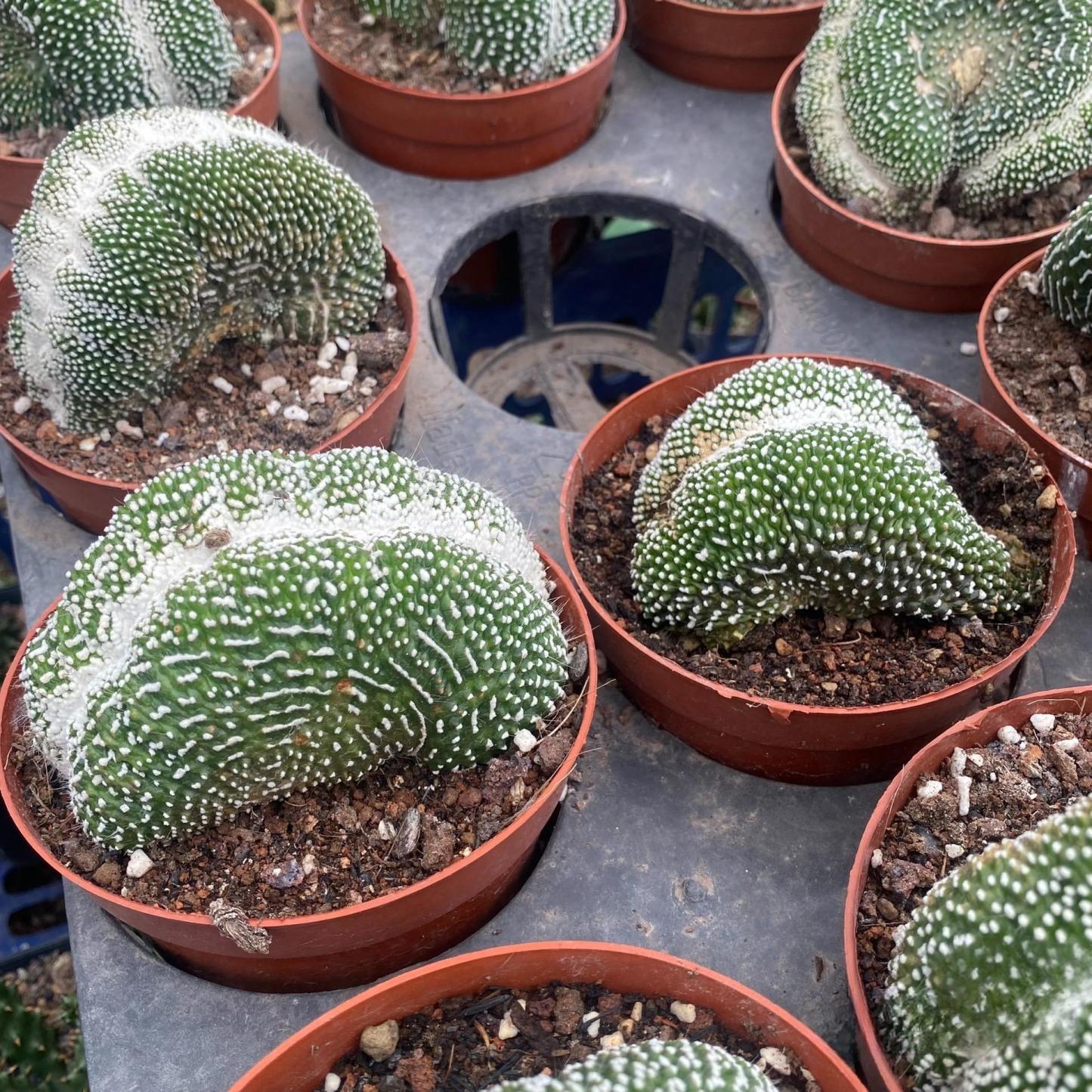 6-8cm  Blossfeldia liliputanaWerderm. （variegated）
