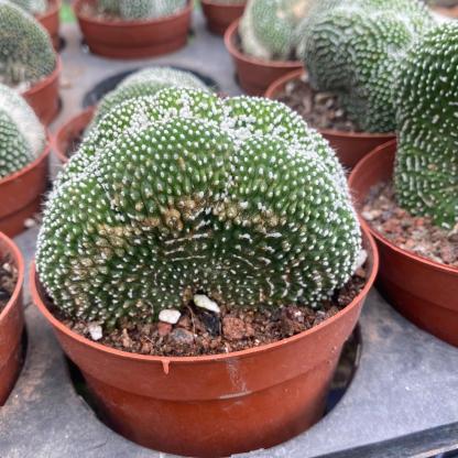 6-8cm  Blossfeldia liliputanaWerderm. （variegated）