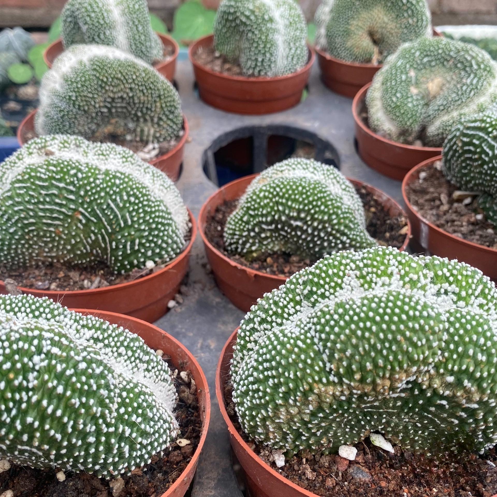 6-8cm  Blossfeldia liliputanaWerderm. （variegated）