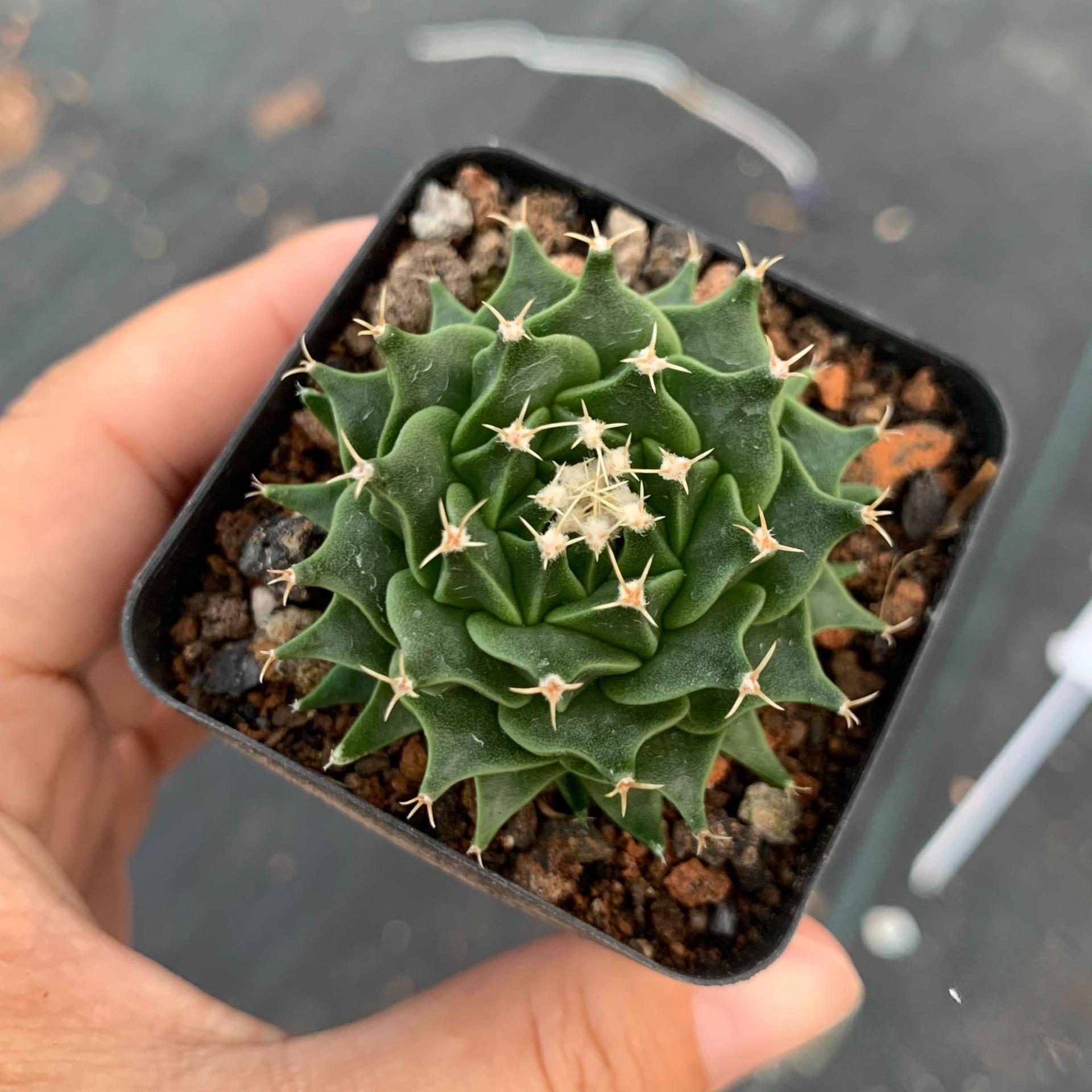 4-10cm Obregonia denegrii