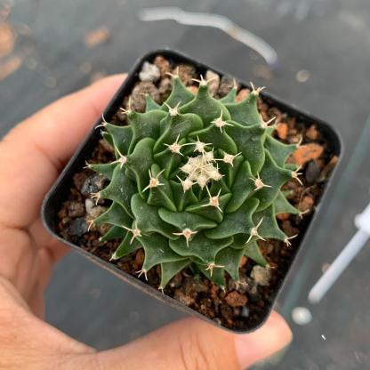 4-10cm Obregonia denegrii