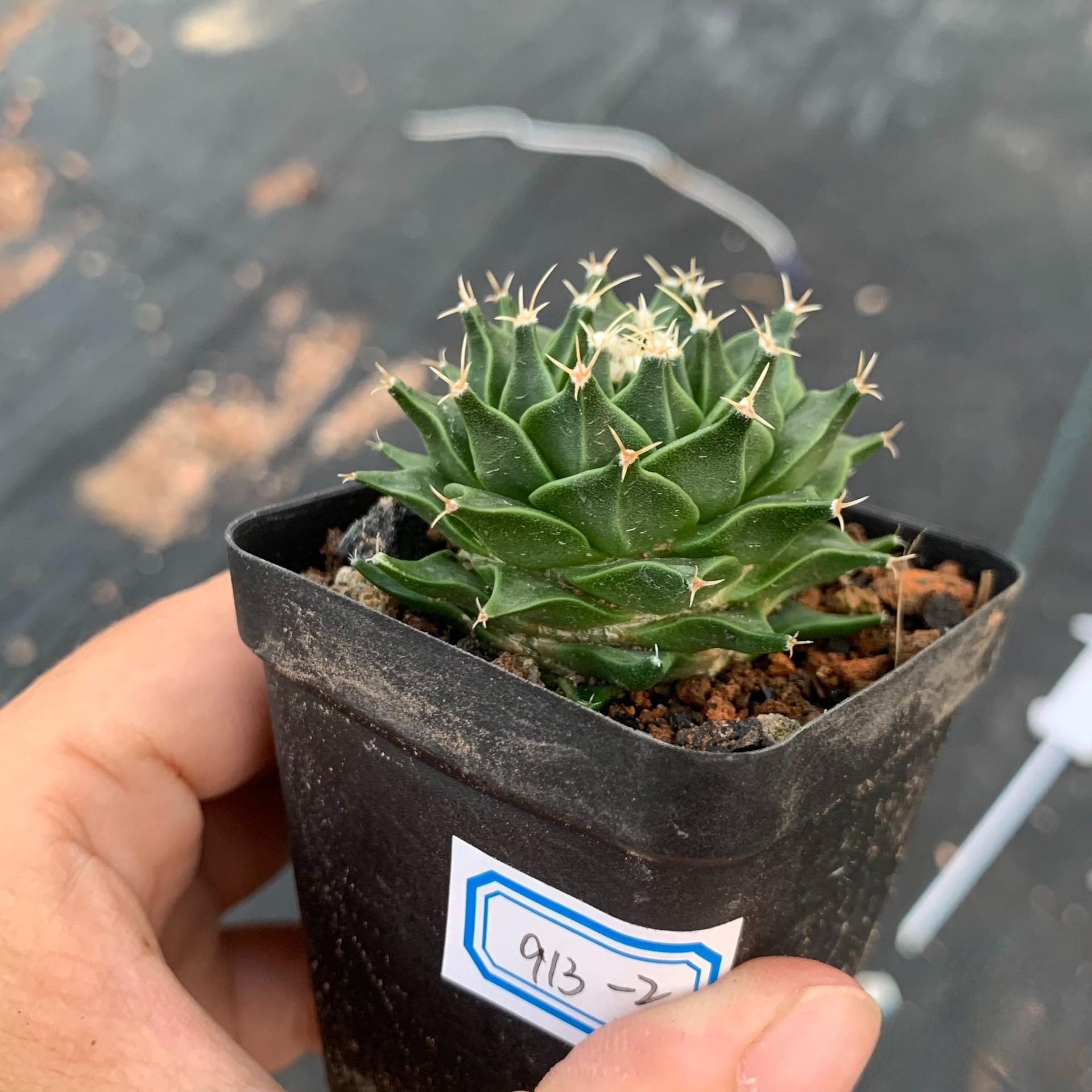 4-10cm Obregonia denegrii