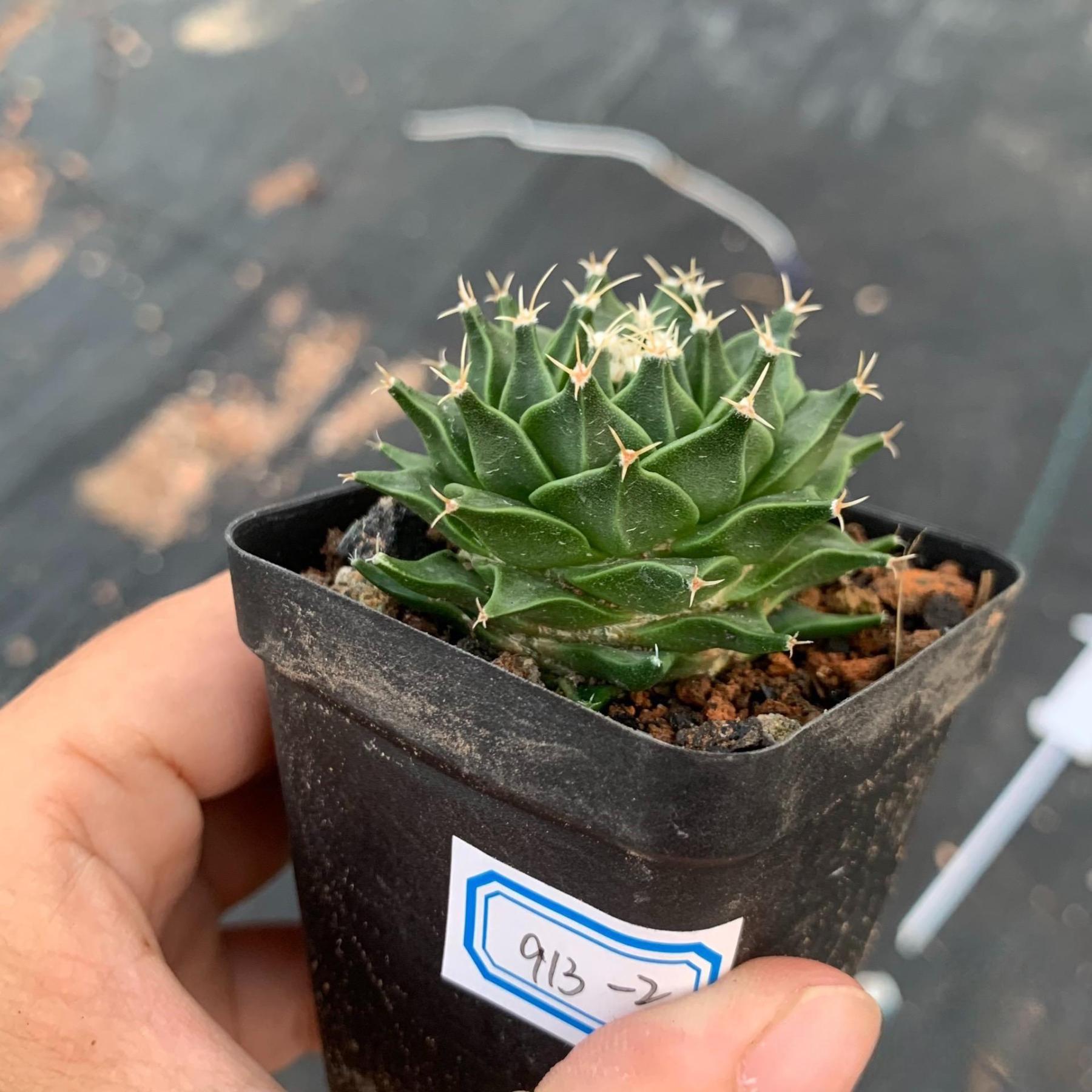 4-10cm Obregonia denegrii