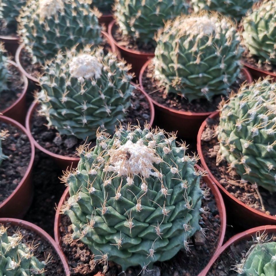 4-10cm Obregonia denegrii