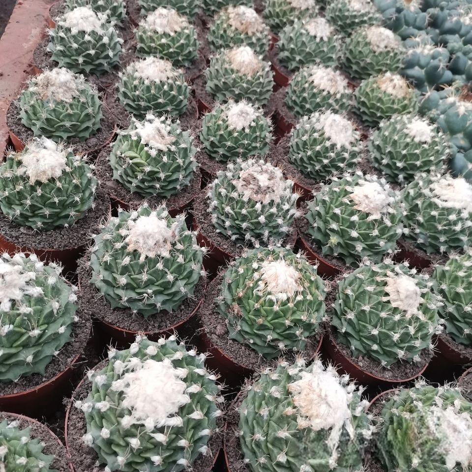 4-10cm Obregonia denegrii