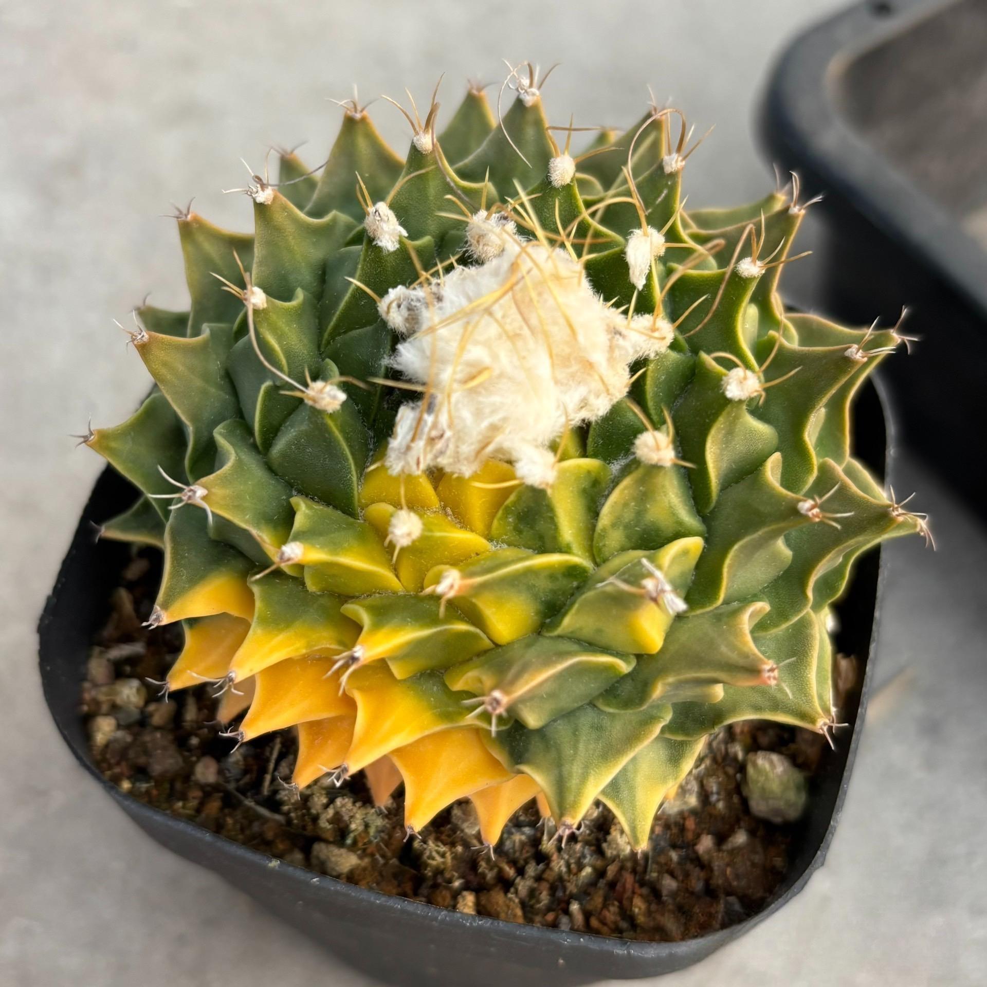 4-8cm Obregonia denegrii（variegated）