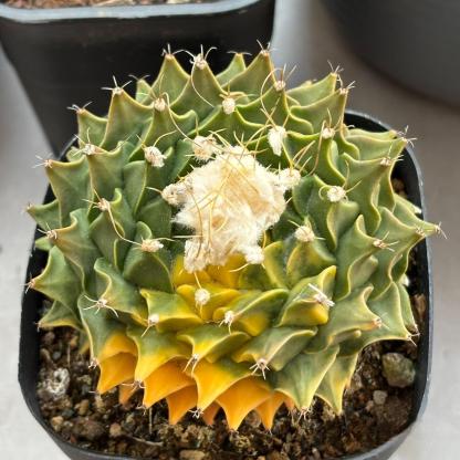 4-8cm Obregonia denegrii（variegated）