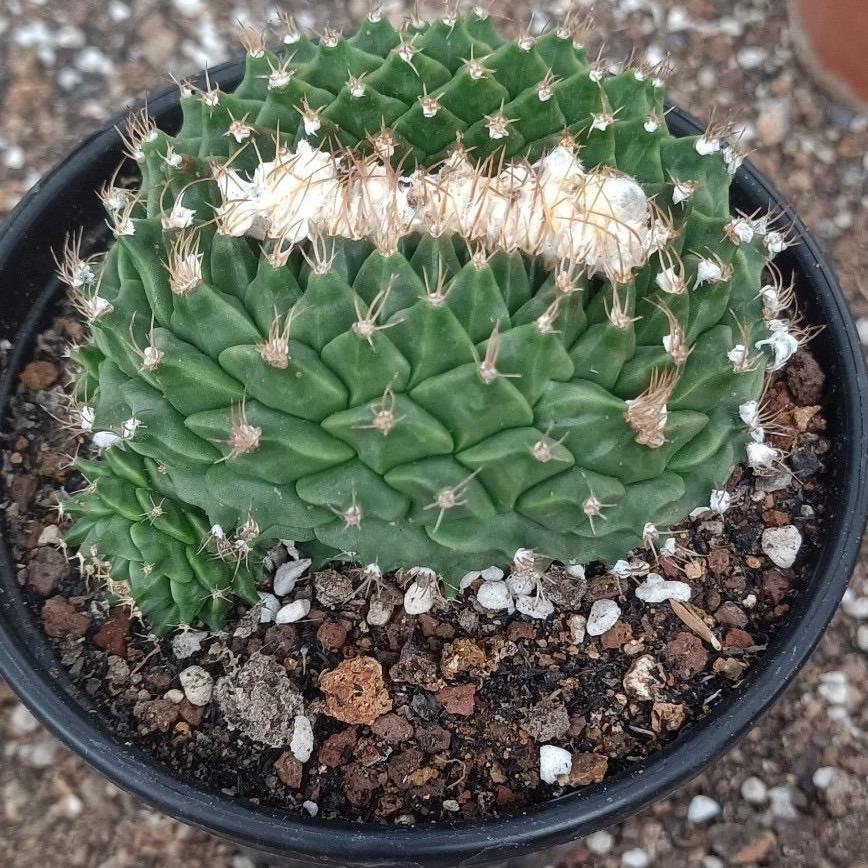4-8cm Obregonia denegrii（variegated）