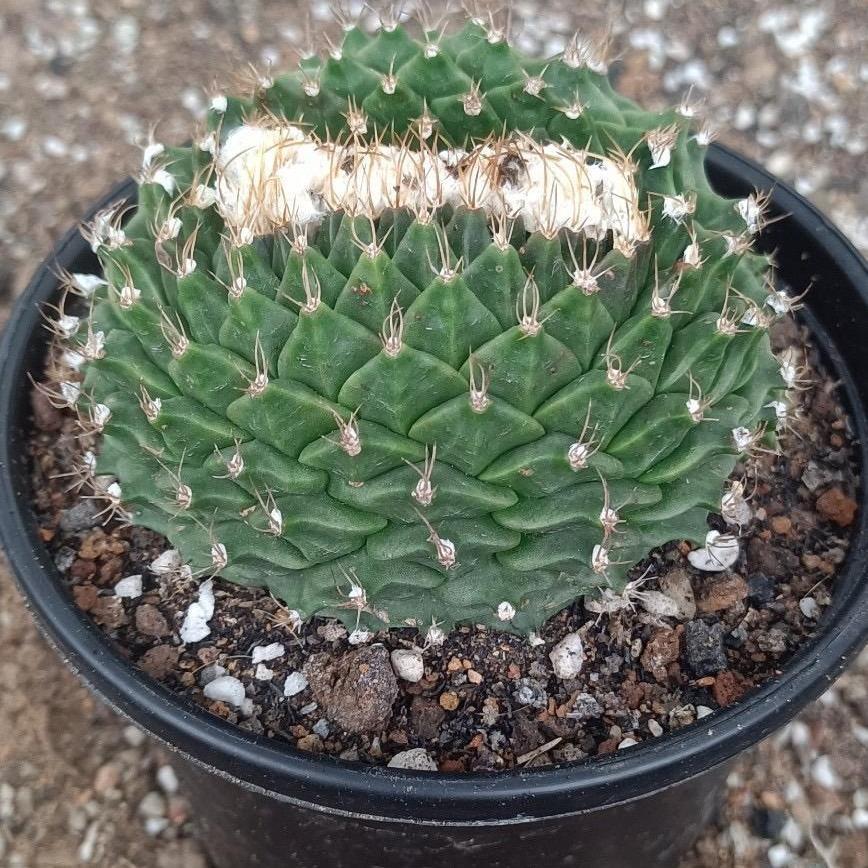 4-8cm Obregonia denegrii（variegated）