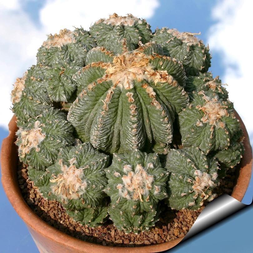 Aztekium