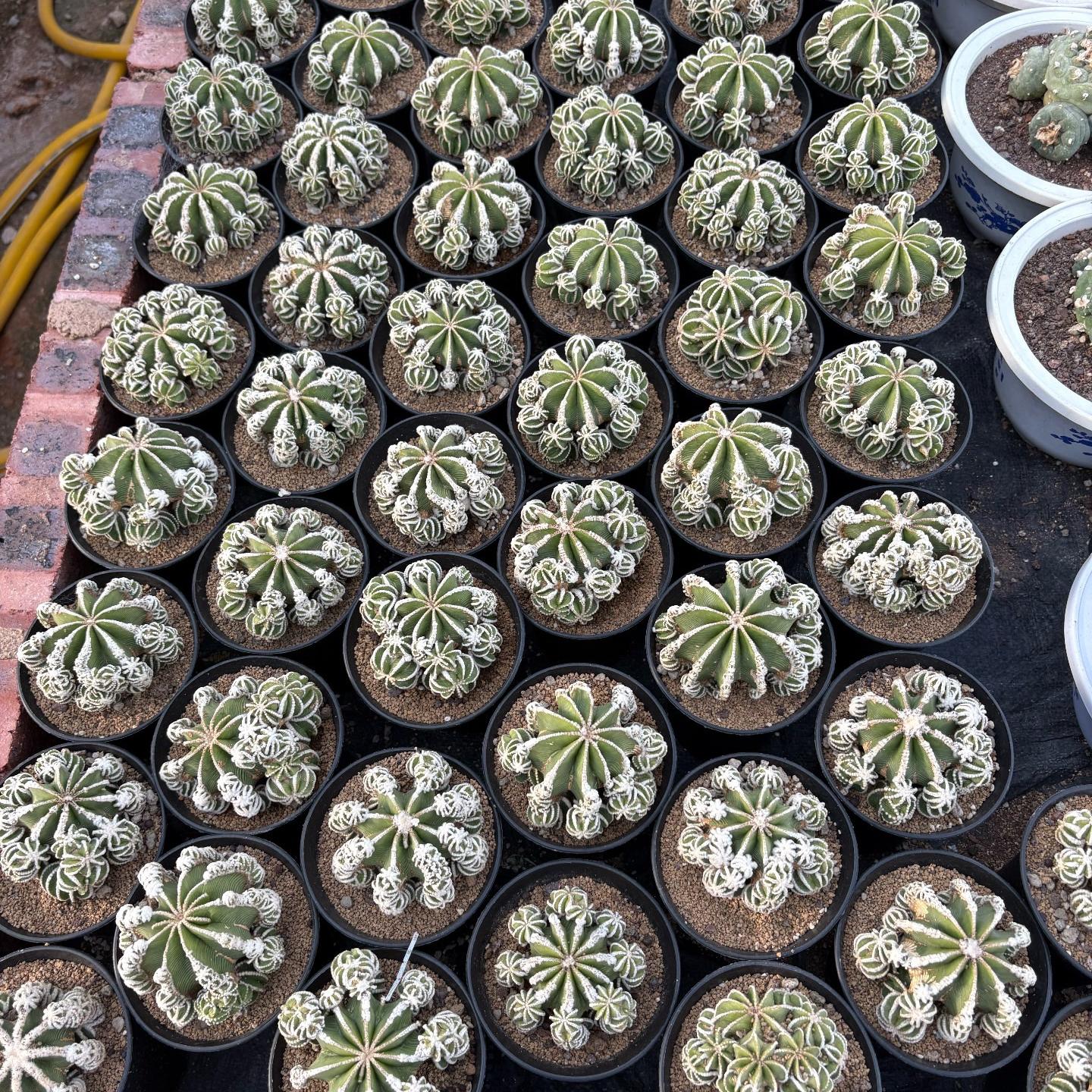 4-10cm Aztekium hintonii