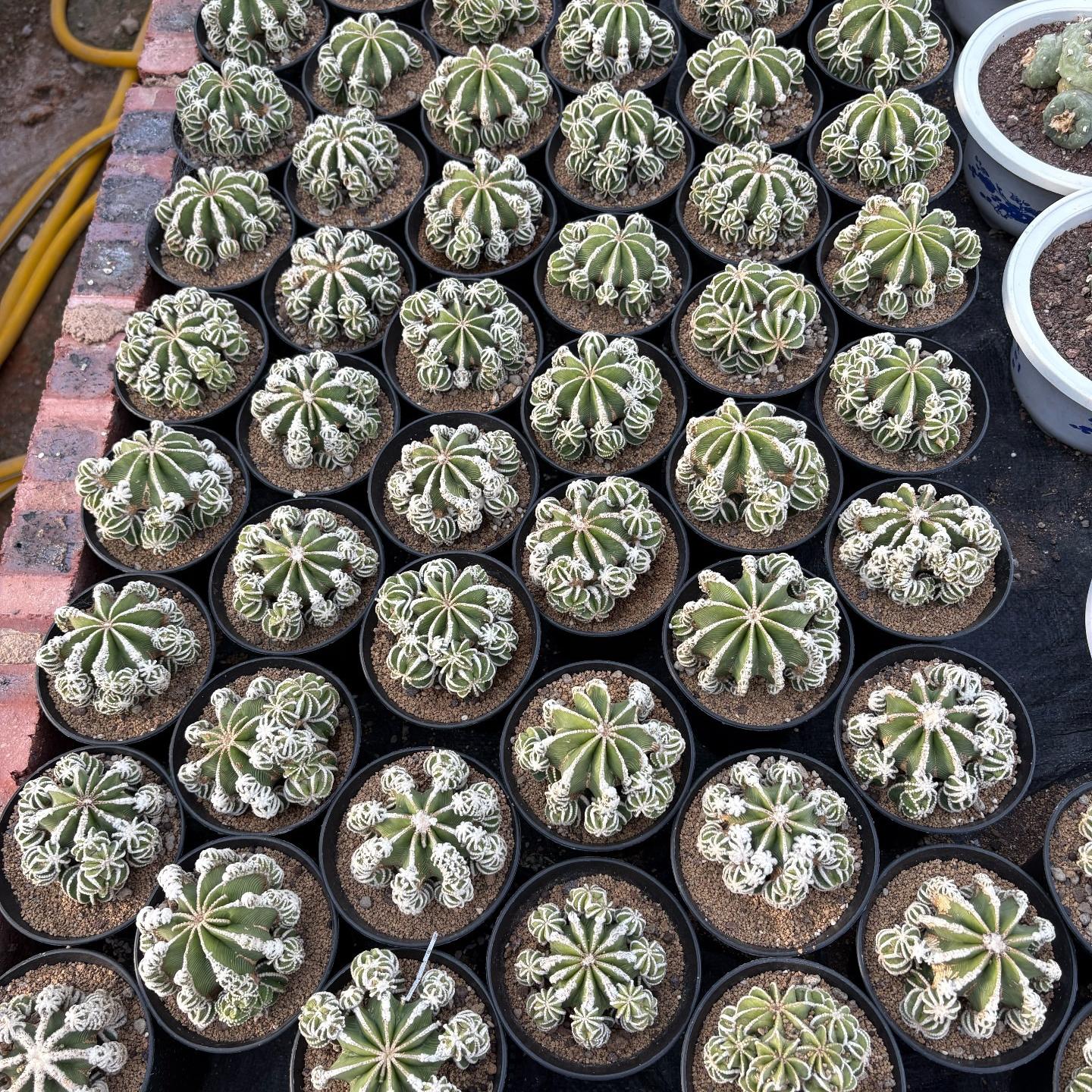 4-9cm Aztekium hintonii（rootless）