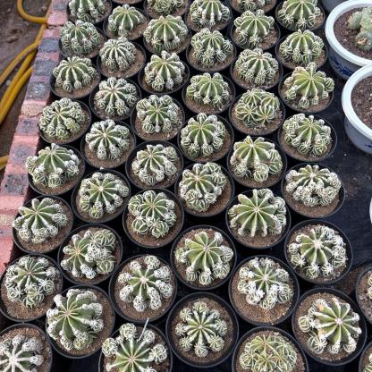 4-9cm Aztekium hintonii（rootless）