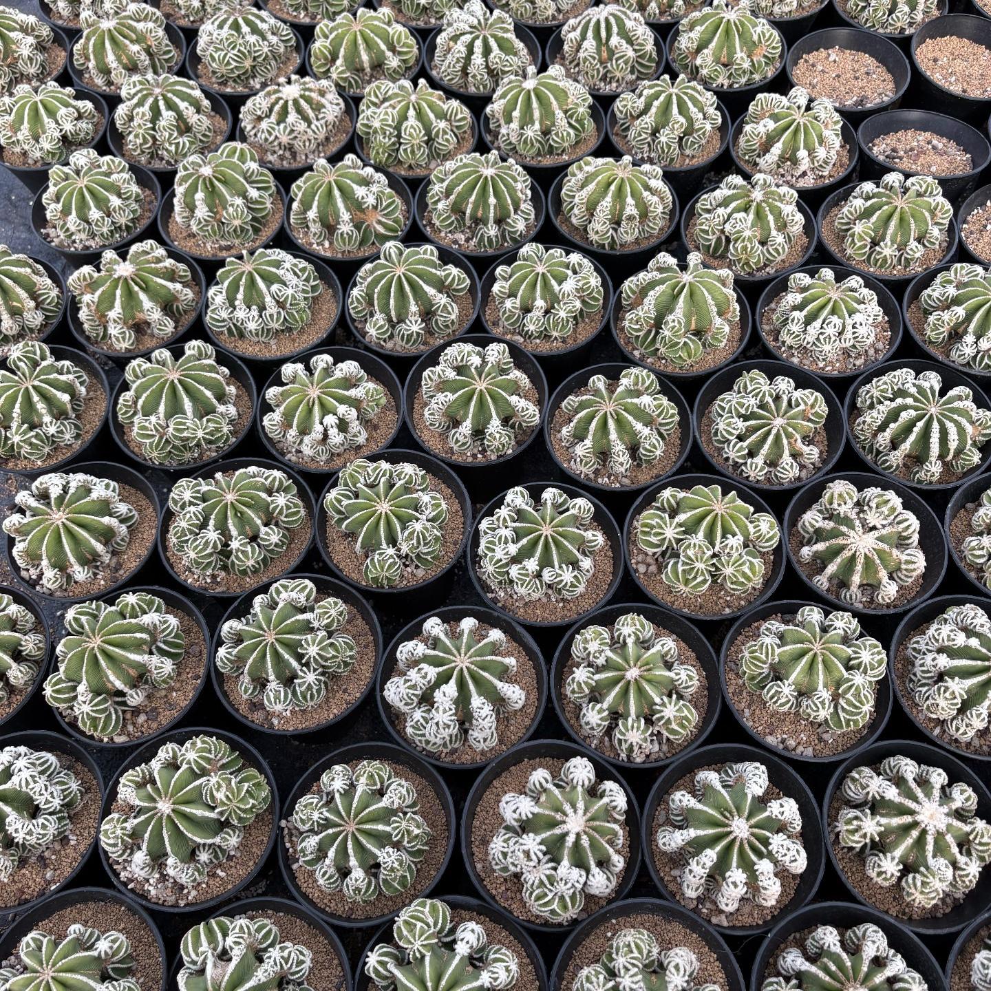 4-10cm Aztekium hintonii