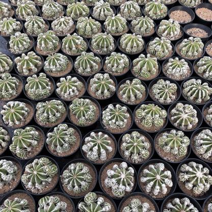 4-10cm Aztekium hintonii