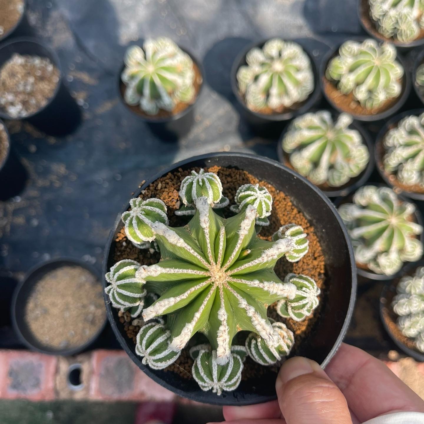 4-10cm Aztekium hintonii