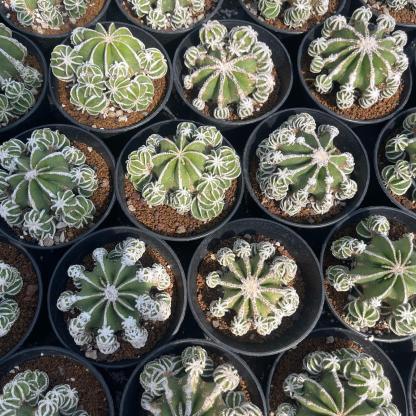 4-10cm Aztekium hintonii