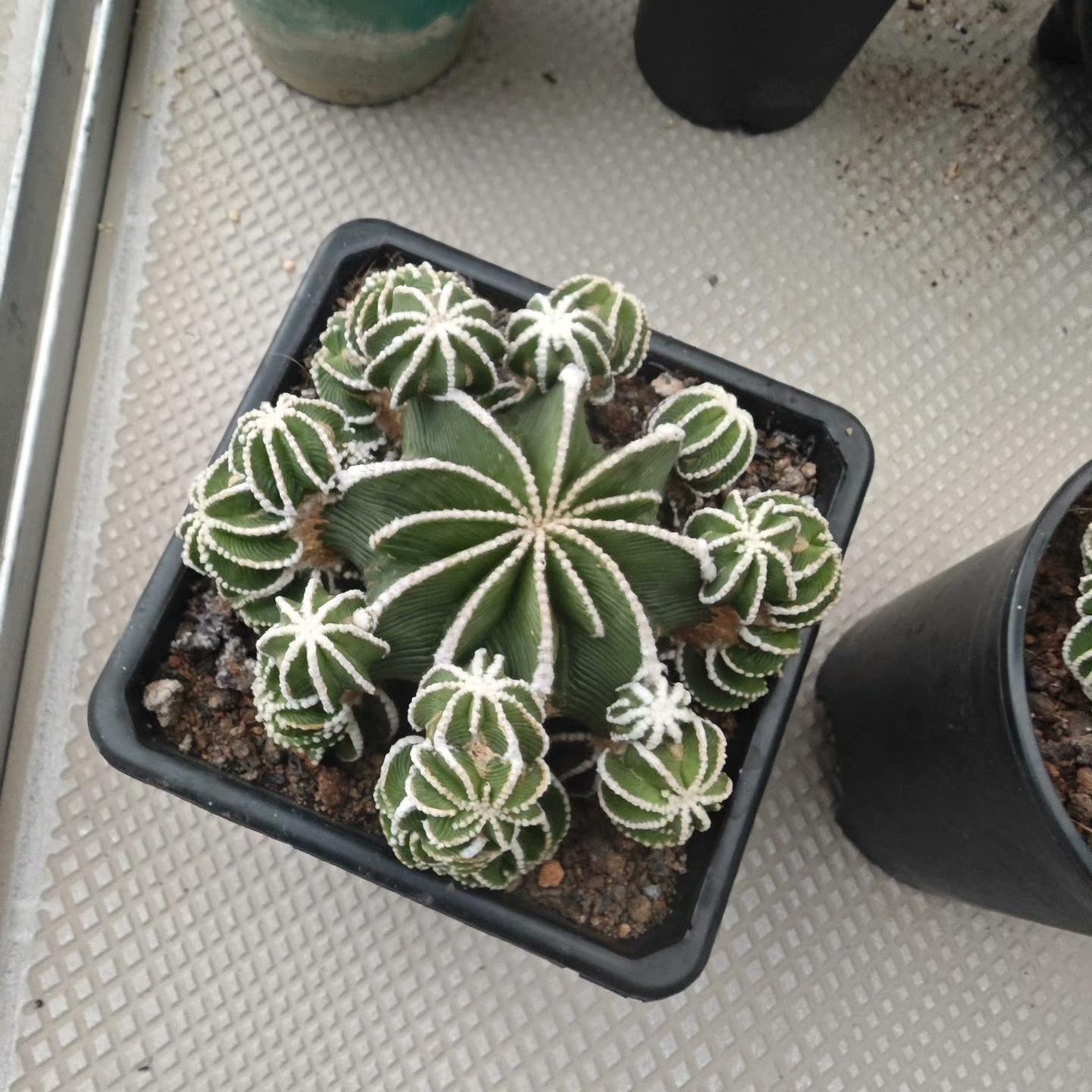 4-9cm Aztekium hintonii（rootless）
